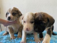 Alaskan Husky Puppies for sale in Phoenix, Arizona. price: $5,000