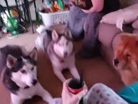 Alaskan Husky Puppies for sale in Essex, Maryland. price: NA