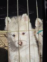 Alaskan Husky Puppies for sale in Colorado Springs, Colorado. price: $45,000