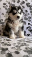 Alaskan Husky Puppies for sale in Ontario, California. price: $450