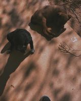 Alaskan Husky Puppies for sale in Pueblo, Colorado. price: $100
