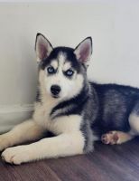 Alaskan Husky Puppies for sale in Roopville, GA 30170, USA. price: $300