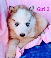 Alaskan Husky Puppies for sale in Temecula, California. price: $350