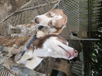 Alaskan Husky Puppies for sale in Middle Island, New York. price: $1,800
