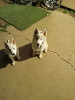 Alaskan Husky Puppies for sale in Dickson, Tennessee. price: $800