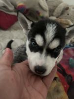 Alaskan Husky Puppies for sale in South Bend, Indiana. price: $200
