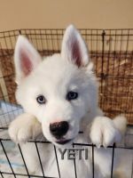Alaskan Husky Puppies for sale in Newport, New Hampshire. price: $800