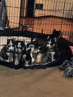 Alaskan Husky Puppies for sale in Red Bud, Illinois. price: $800