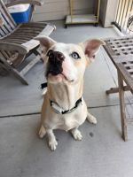 Alaskan Husky Puppies for sale in College Station, TX, USA. price: $130