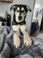 Husky/Lab: Meet Oscar