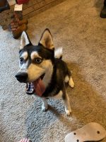 Alaskan Klee Kai Puppies for sale in Drummonds, Tennessee. price: $1,200