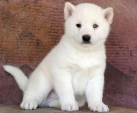 Alaskan Klee Kai Puppies for sale in Brewton N Loop, Atlanta, LA 71404, USA. price: $400
