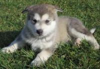 Alaskan Klee Kai Puppies for sale in Fairhope, AL 36532, USA. price: $400