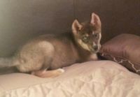 Alaskan Klee Kai Puppies for sale in Daly City, CA, USA. price: $500