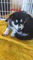 Alaskan Malamute Puppies for sale in Hudsonville, MI 49426, USA. price: $1,000