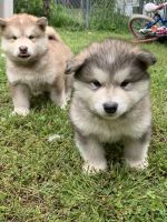 Alaskan Malamute Puppies for sale in Topeka, KS, USA. price: $400