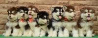 Alaskan Malamute Puppies for sale in New Town, West Bengal, India. price: 125,000 INR