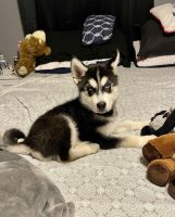 Alaskan Malamute Puppies for sale in Bucyrus, OH 44820, USA. price: $450