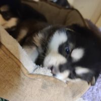 Alaskan Malamute Puppies for sale in Stayton, OR 97383, USA. price: $1,000