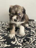 Alaskan Malamute Puppies for sale in Philadelphia, Pennsylvania. price: $1,750