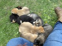 Alaskan Malamute Puppies for sale in Sadieville, Kentucky. price: $600