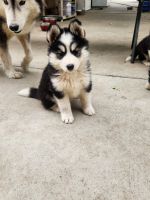 Alaskan Malamute Puppies for sale in Mississauga, ON, Canada. price: $690