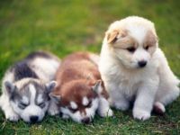 Alaskan Malamute Puppies for sale in San Antonio, TX, USA. price: $800