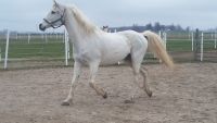 Albanian Horses Photos
