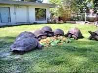 Aldabra Giant Tortoise Reptiles for sale in Anza Street, Melbourne, FL 32940, USA. price: $345