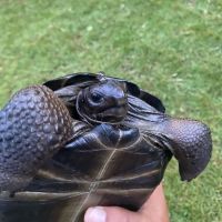 Aldabra Giant Tortoise Reptiles Photos
