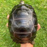 Aldabra Giant Tortoise Reptiles Photos