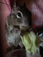 Alexander's Bush Squirrel Rodents for sale in Lancaster, CA 93535, USA. price: $7,006