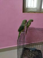 Alexandrine parakeet Birds Photos