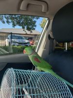 Alexandrine parakeet Birds for sale in Stockton, CA, USA. price: $1,200