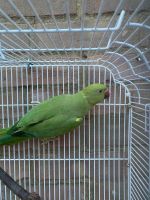 Alexandrine parakeet Birds for sale in 290 Richard St, Martinsburg, WV 25404, USA. price: $300