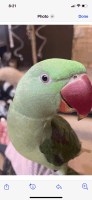 Alexandrine parakeet Birds for sale in McHenry, IL, USA. price: NA