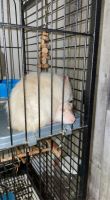 Alfaro's Rice Rat Rodents Photos