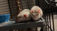 Alfaro's Rice Rat Rodents Photos