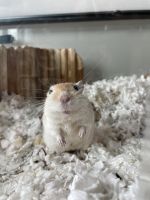 Algerian gerbil Rodents Photos