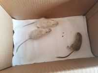 Algerian gerbil Rodents Photos