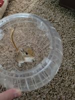 Algerian gerbil Rodents for sale in 605 Cooper Estates Dr, Mountain Home, AR 72653, USA. price: $150