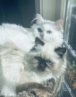 Cams Purebred Persians