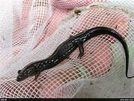 Allegheny Mountain Dusky Salamander Amphibians Photos