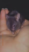 Allen's Wood Mouse Rodents Photos