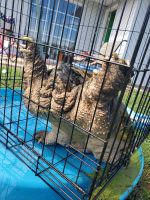 Alligator Snapping Turtle Reptiles for sale in 1910 Navarre School Rd, Navarre, FL 32566, USA. price: NA