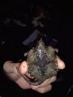 Alligator Snapping Turtle Reptiles Photos