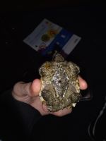 Alligator Snapping Turtle Reptiles for sale in 5567 Garrett Dr, Day Heights, OH 45150, USA. price: $100
