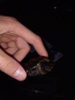 Alligator Snapping Turtle Reptiles Photos