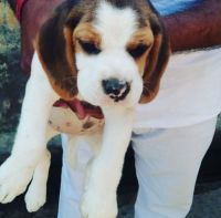 Alopekis Puppies for sale in Temple Hills, MD, USA. price: $850