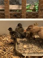 Alpaca Animals for sale in Newark, OH, USA. price: $15